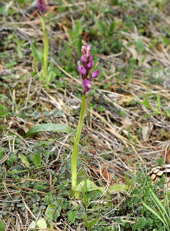 Orchidee del Casentino 2009